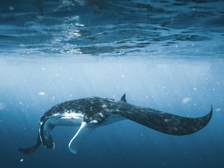 Manta Rays at Nusa Penida: Season, Currents and Who Should Skip It