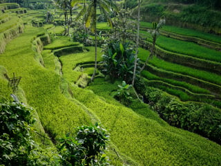 Ubud: What It Is Actually Like and Who It Suits