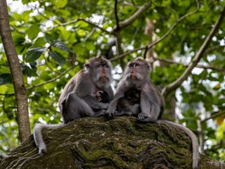 Vaccines for Bali, and What to Do After a Dog or Monkey Bite
