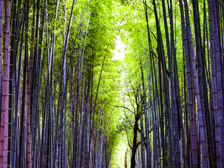 Arashiyama Area Guide (Kyoto)