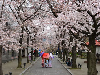 Cherry Blossom Season in Japan: When to Go and What It Costs