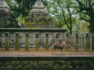 Nara Day Trip Guide: Deer and a Giant Buddha