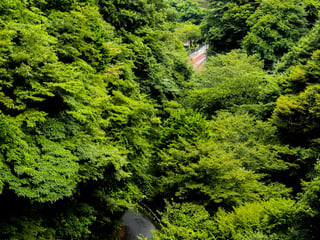 Renting a Car in Japan: What to Know