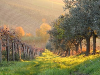 Castelli Romani: Wine Towns in the Hills