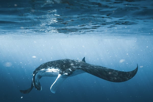 Manta Rays at Nusa Penida: Season, Currents and Who Should Skip It