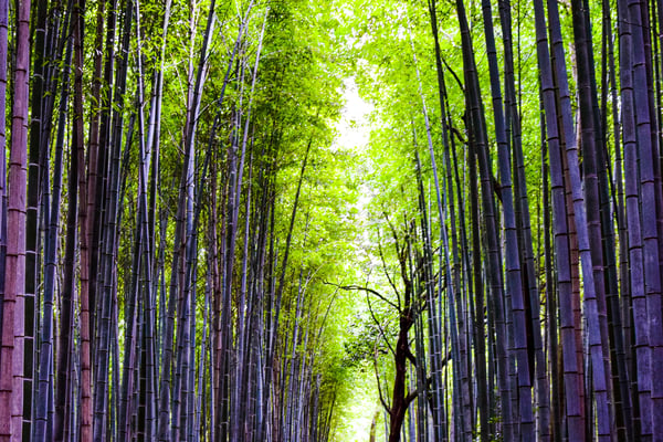 Arashiyama Area Guide (Kyoto)