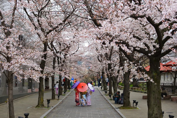 Cherry Blossom Season in Japan: When to Go and What It Costs