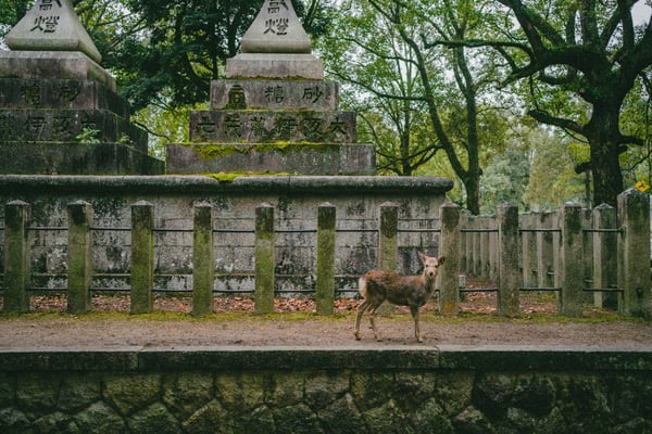 Nara Day Trip Guide: Deer and a Giant Buddha