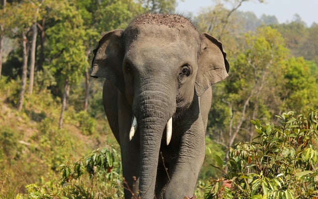The Ethics of Elephant Tourism in Thailand