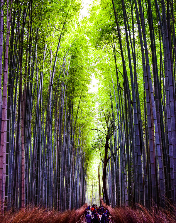 Arashiyama Area Guide (Kyoto)