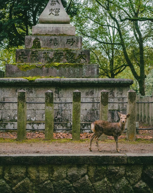 Nara Day Trip Guide: Deer and a Giant Buddha