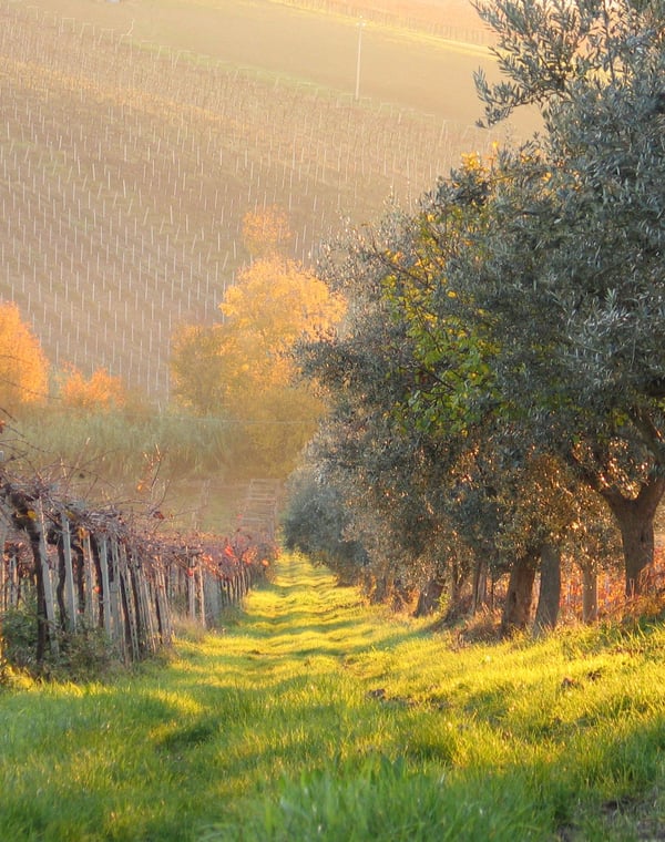 Castelli Romani: Wine Towns in the Hills