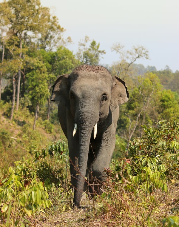 The Ethics of Elephant Tourism in Thailand