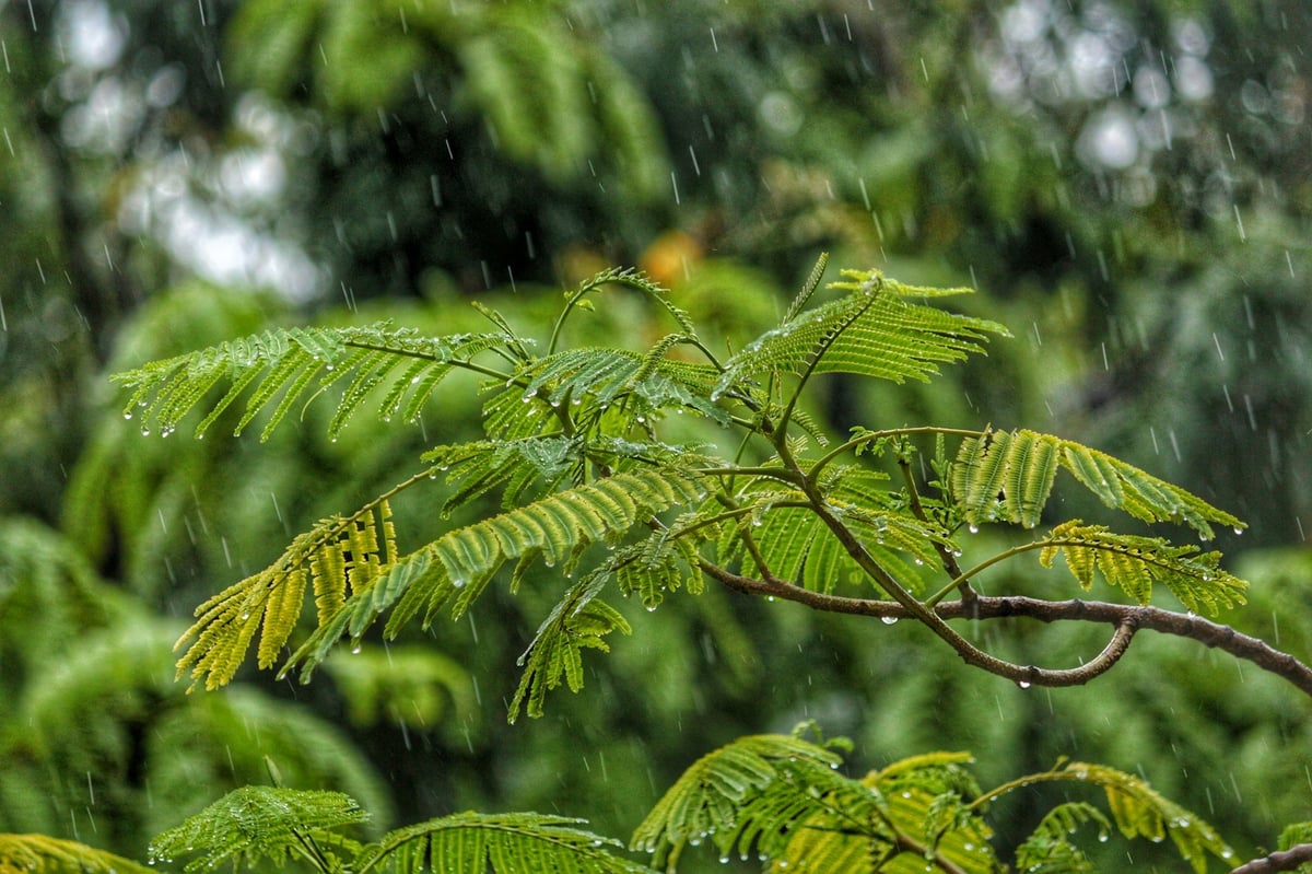 Rain falling on tropical leaves