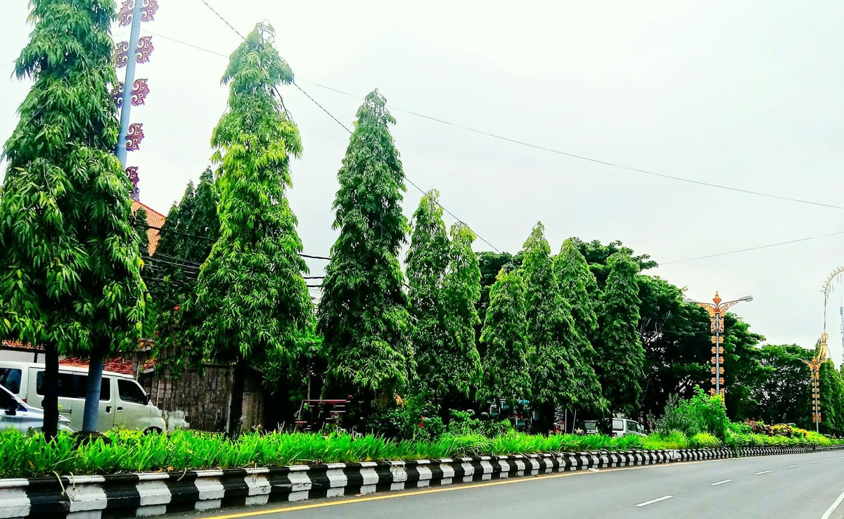 A tree-lined main road in Bali