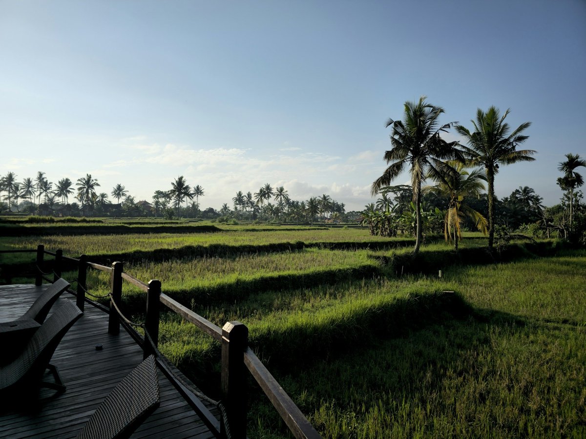 Rice fields and palm trees in Bali in morning light