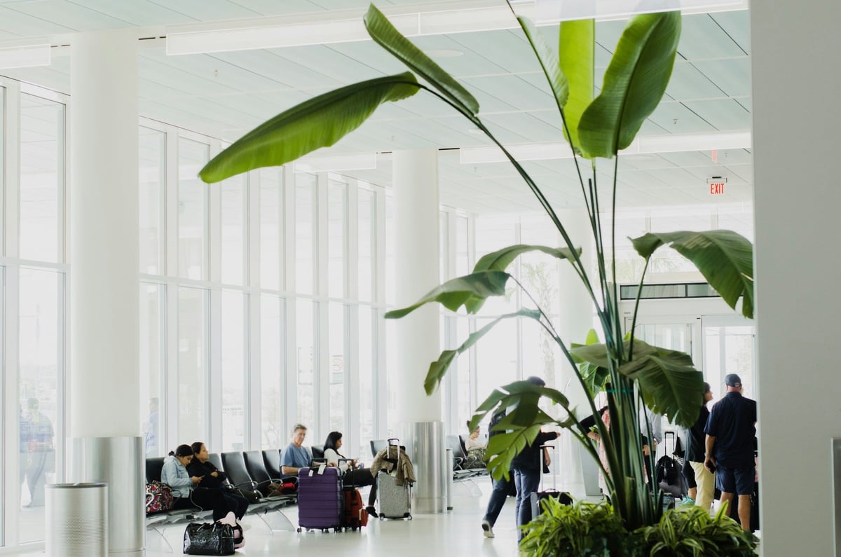 A bright airport terminal with tall windows and a large plant