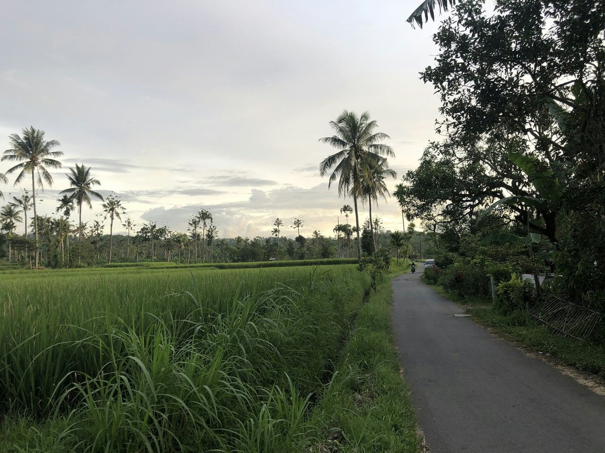 A quiet road beside rice fields and palm trees in Bali