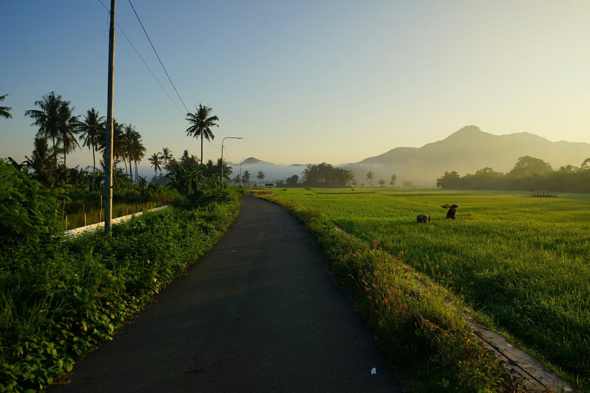 An empty country road through rice fields at dawn