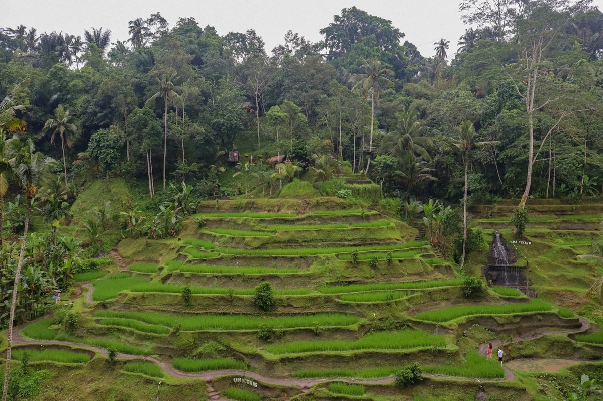Terraced rice fields in a valley near Ubud