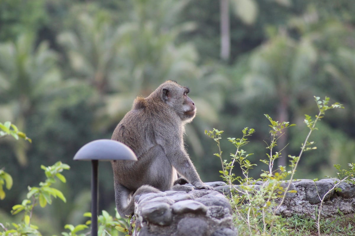 A long-tailed macaque sitting on a stone wall in Bali