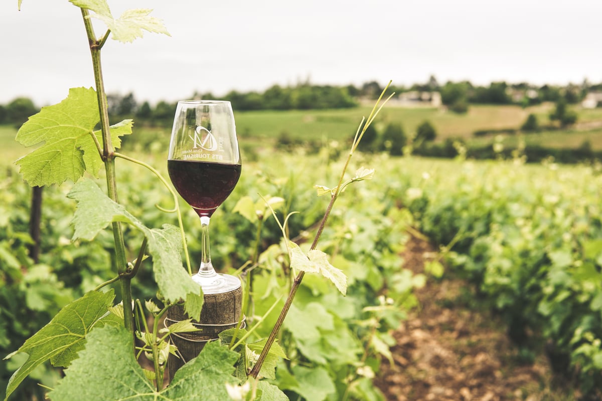 Glasses of white and red Greek wine on a table with a vineyard view