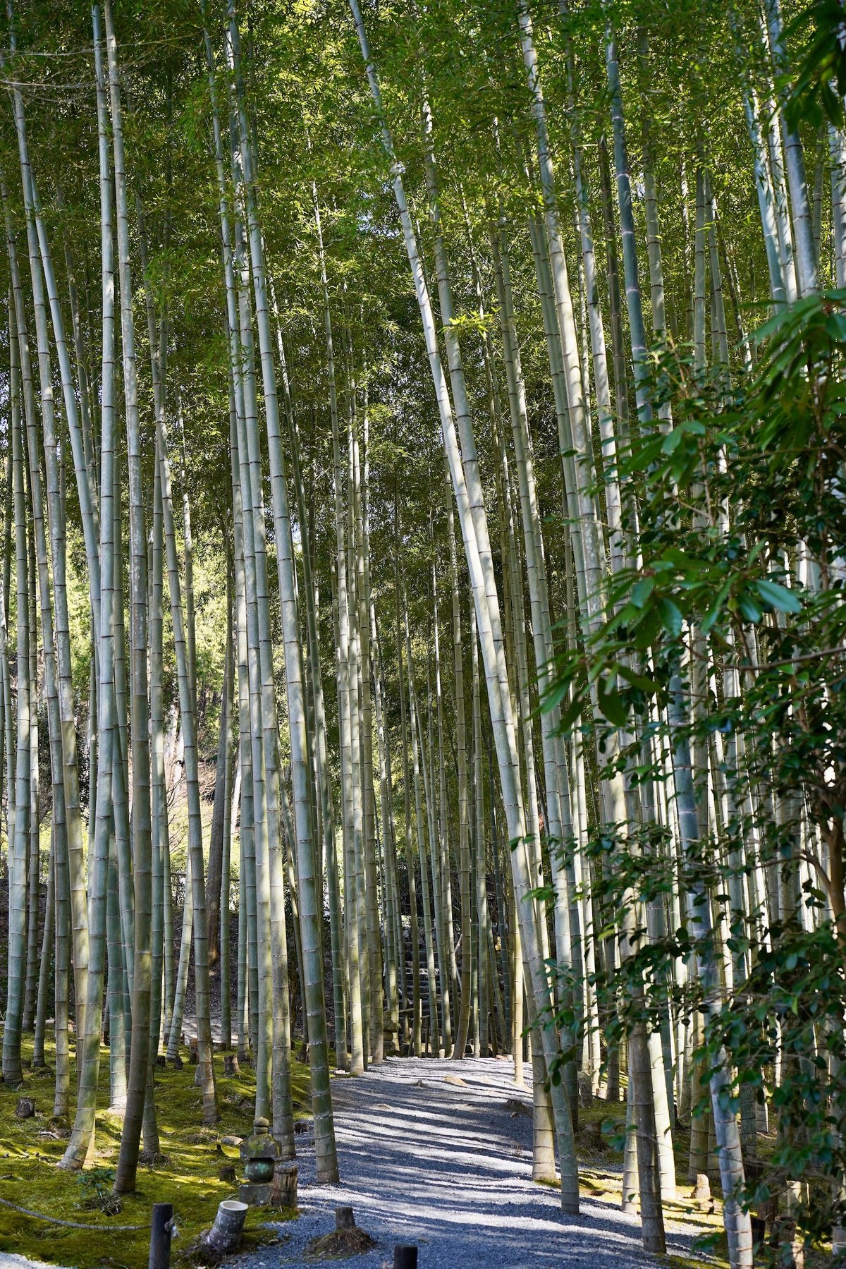 A quiet bamboo grove path in Kyoto