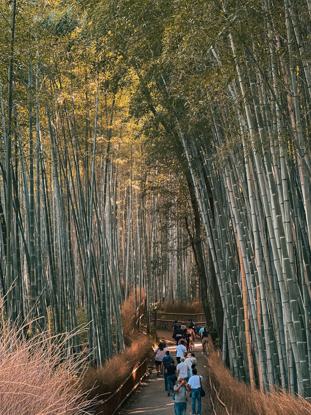 Sunlight filtering through the towering bamboo stalks of the Arashiyama Bamboo Grove