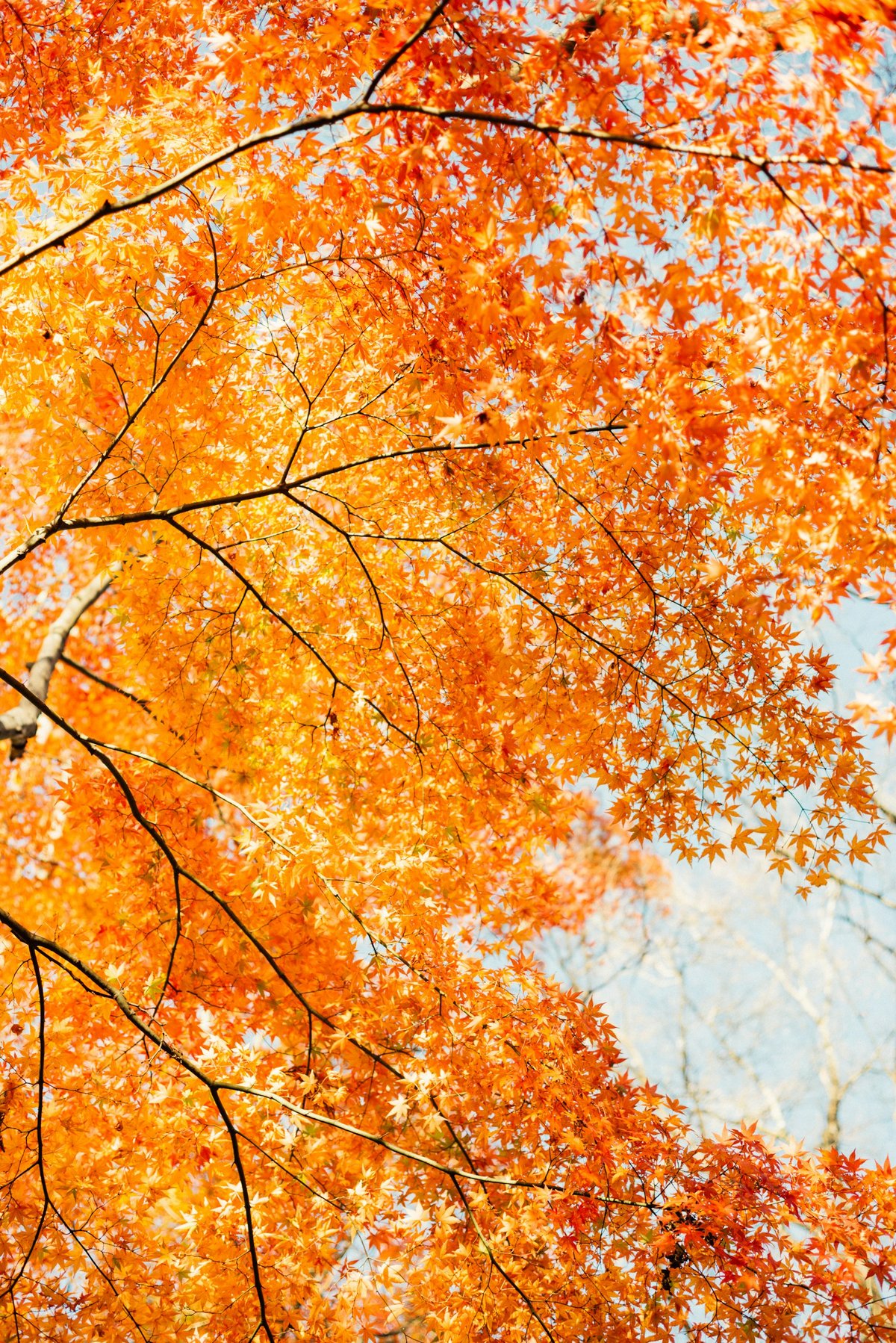 Sunlight through an orange maple canopy, viewed from below