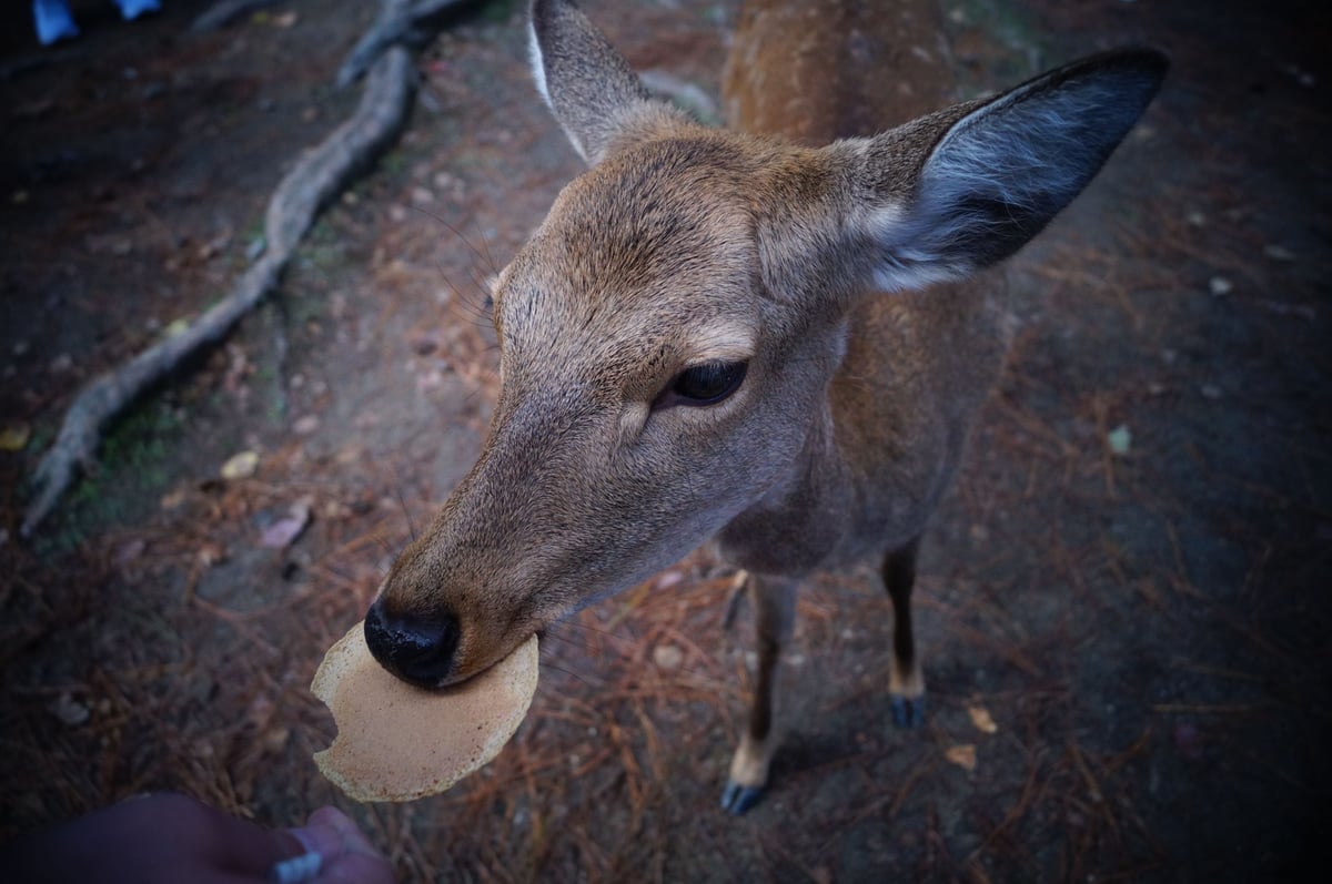 A free-roaming deer eating a rice cracker from a visitor’s hand in Nara Park
