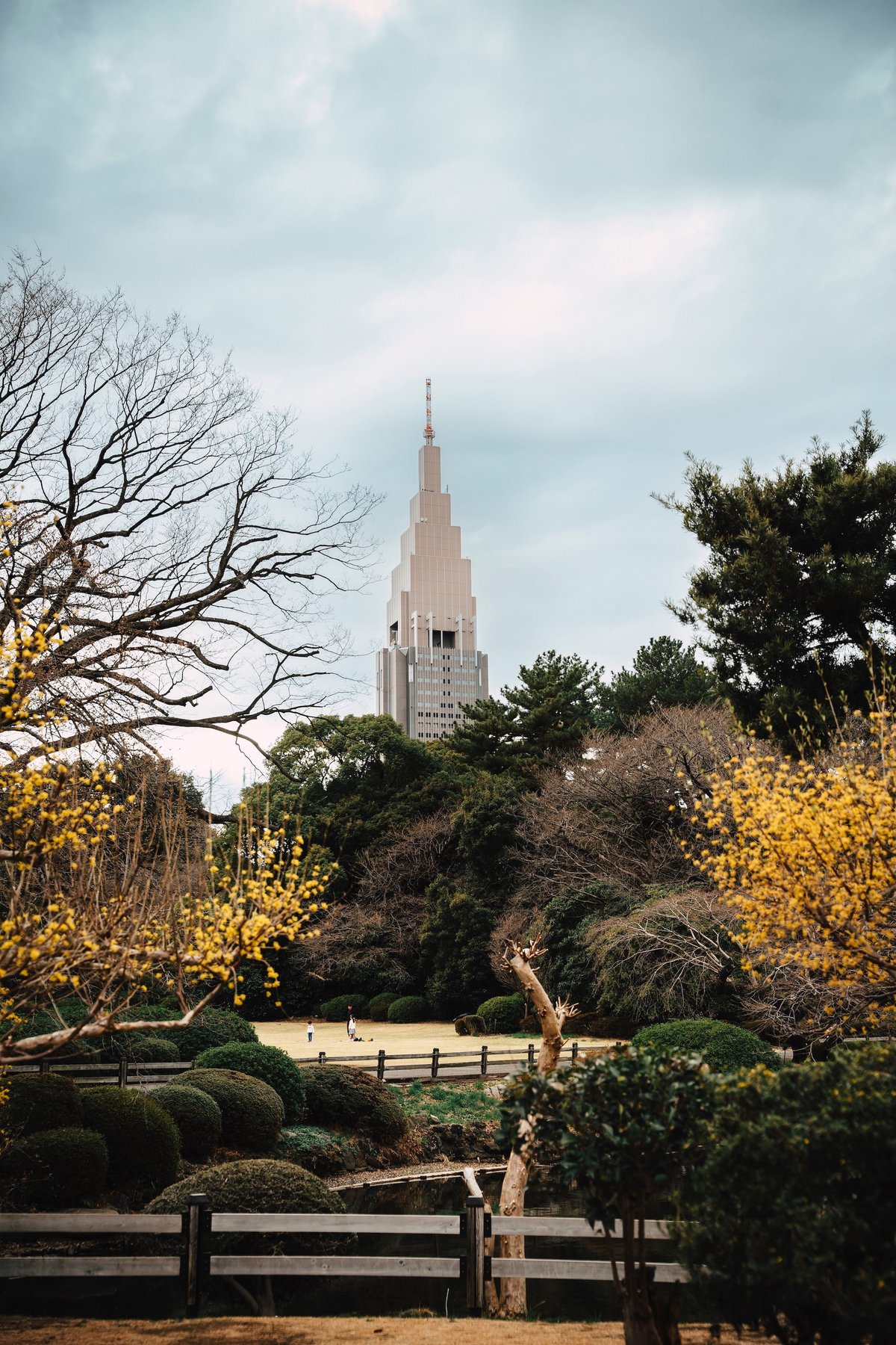 Shinjuku Gyoen park with yellow blossoms and a distant tower