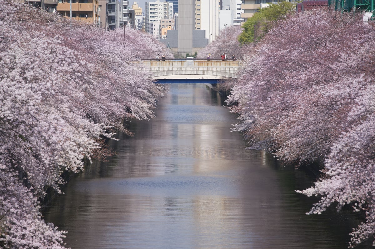 Cherry blossoms in full bloom along a Tokyo canal