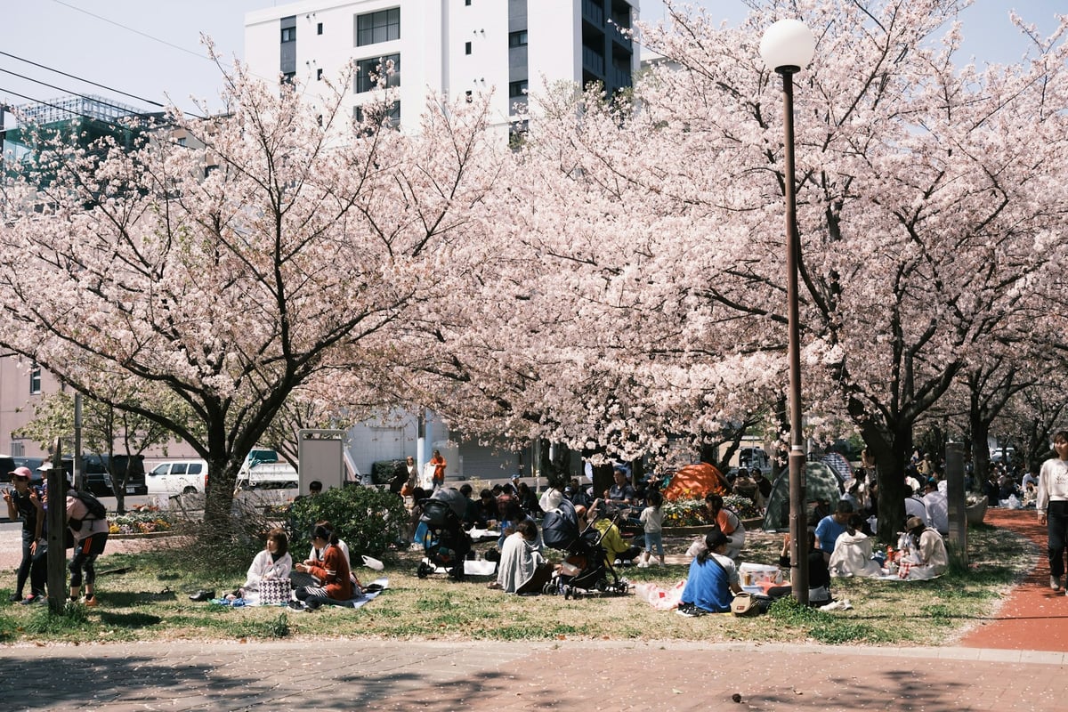 Wide park shot of a hanami picnic, groups seated under full cherry blossom bloom