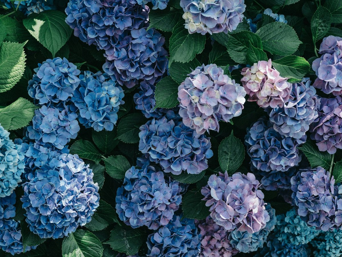 Cluster of blue and purple hydrangea in full rainy-season bloom