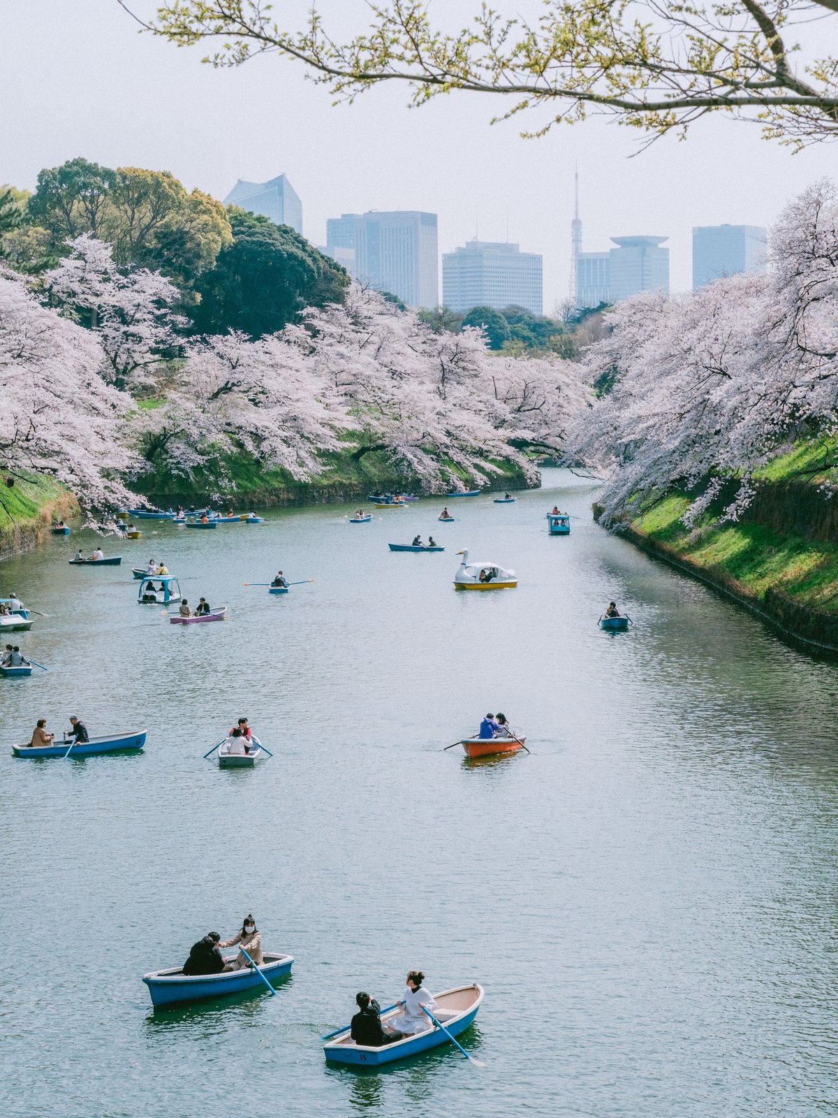 Rowboats on the water at Chidorigafuchi under cherry blossoms with the Tokyo skyline behind