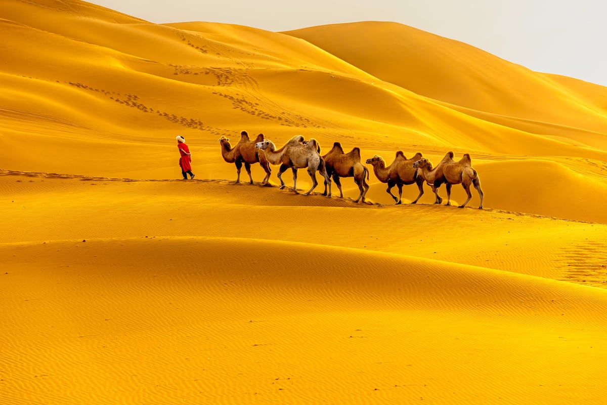 Camels crossing golden dunes at sunset in the Sahara, no clear faces