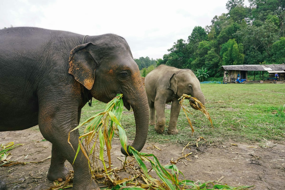 Elephants in a green sanctuary, or Chiang Mai's old-city temples
