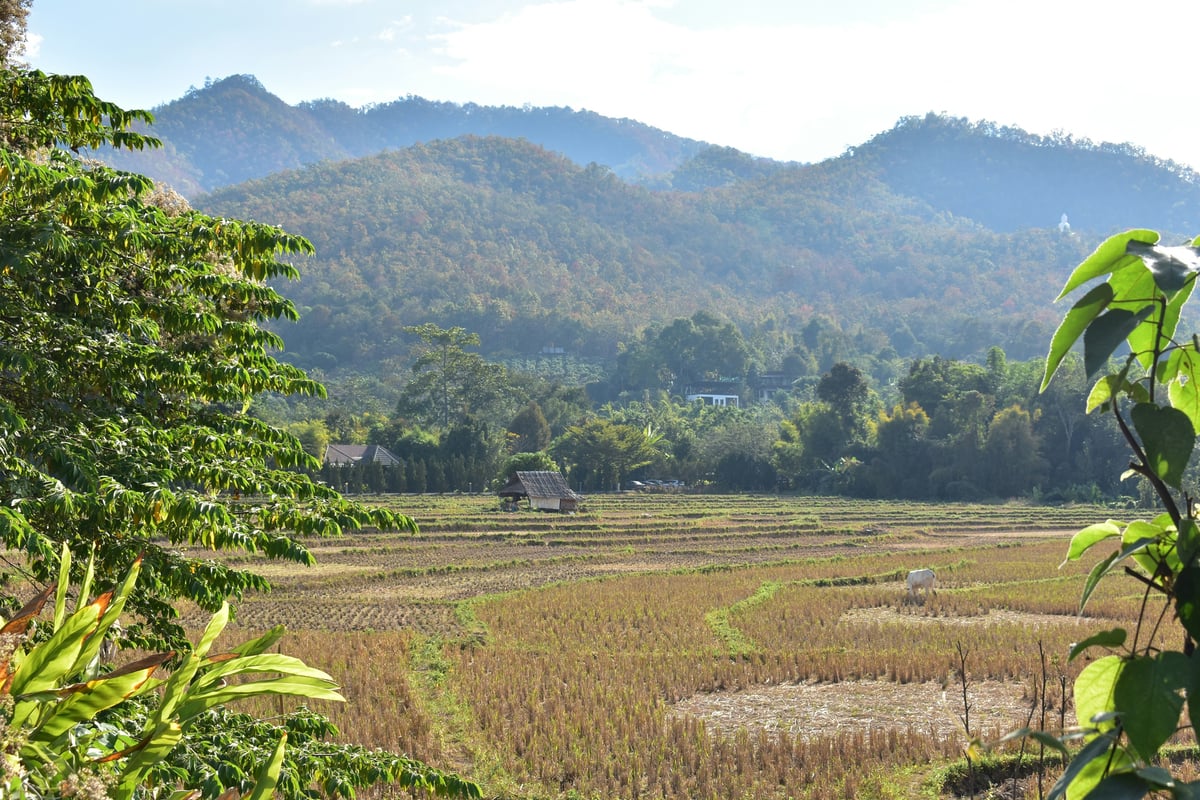 A lush green Thai landscape, suggesting the rainy season's upside