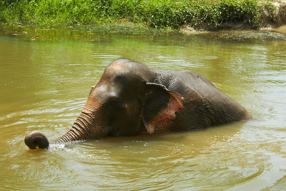 Elephants bathing at a sanctuary, or a Thai cooking class in progress