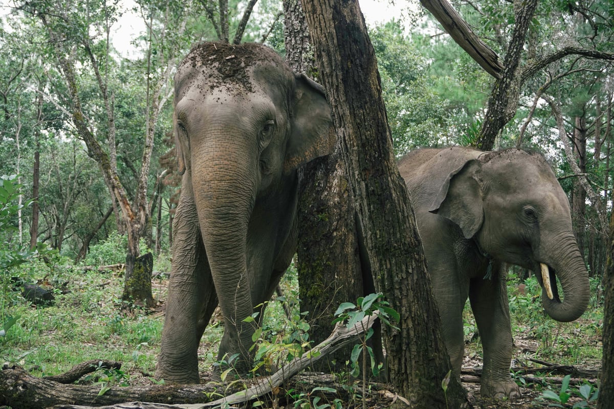 Elephants roaming freely in a natural sanctuary setting