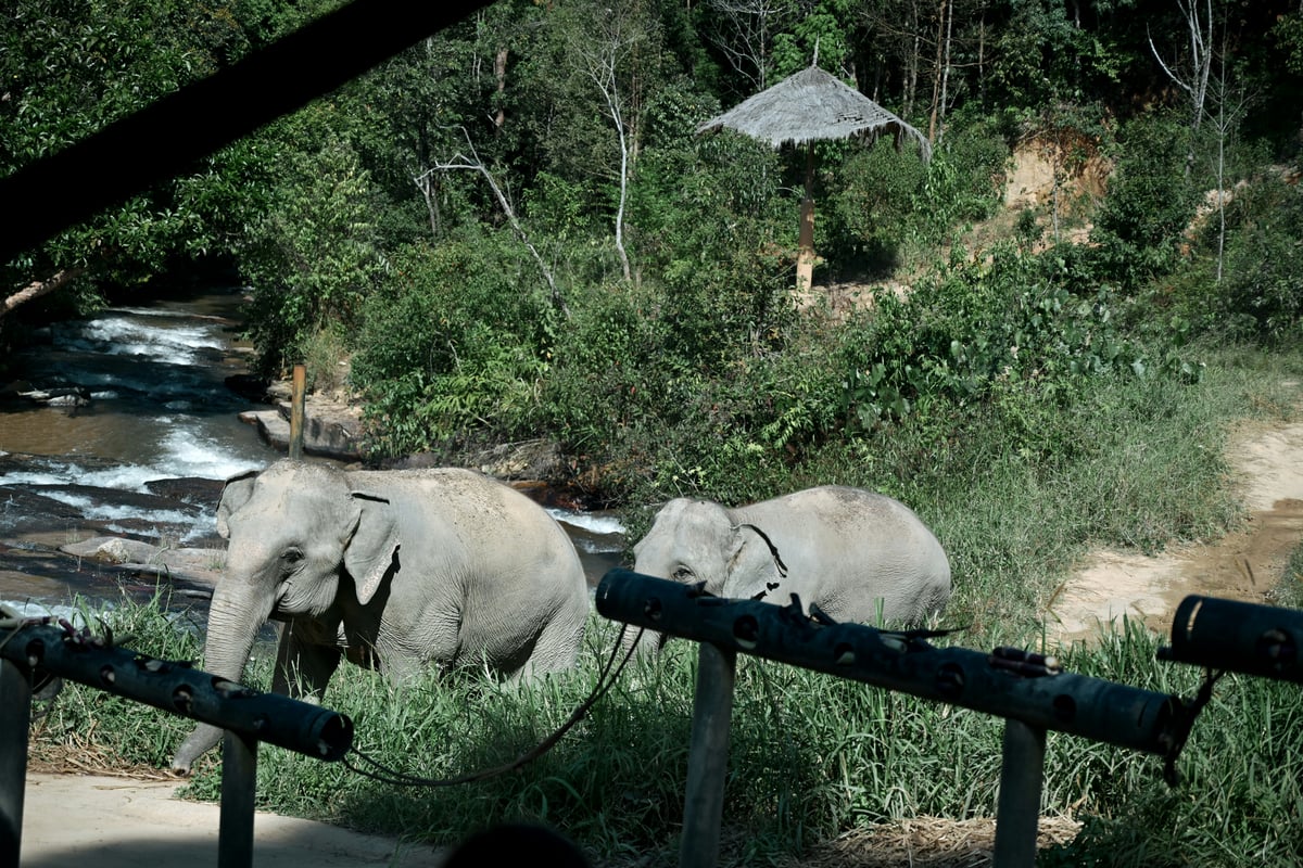 Elephants roaming freely in a green Thai sanctuary setting