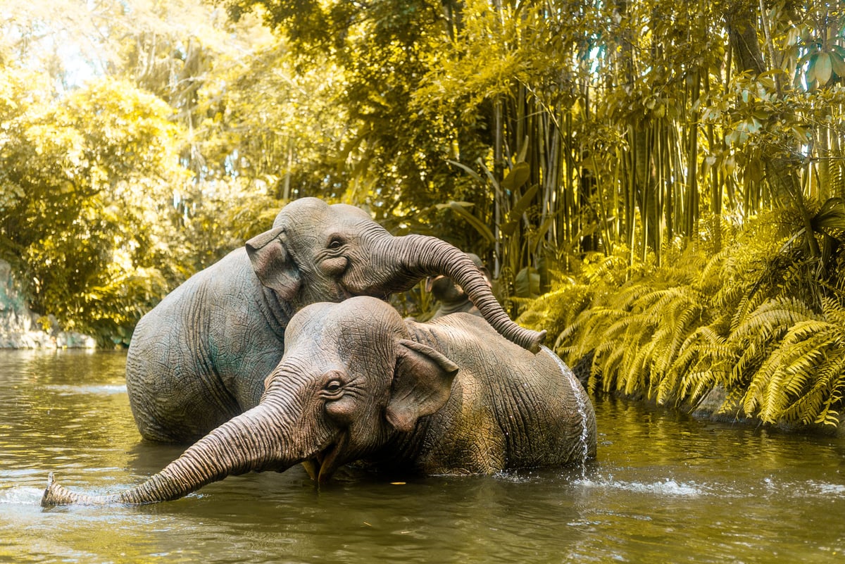 Visitors observing elephants from a respectful distance