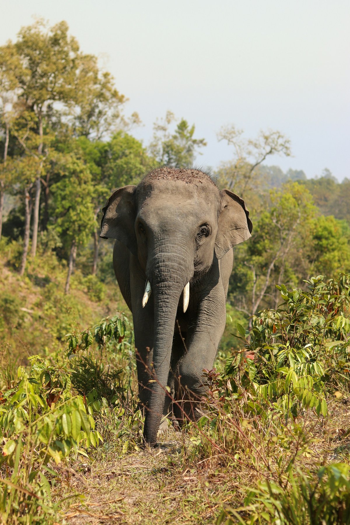 A wild elephant or hornbill in the Khao Yai forest
