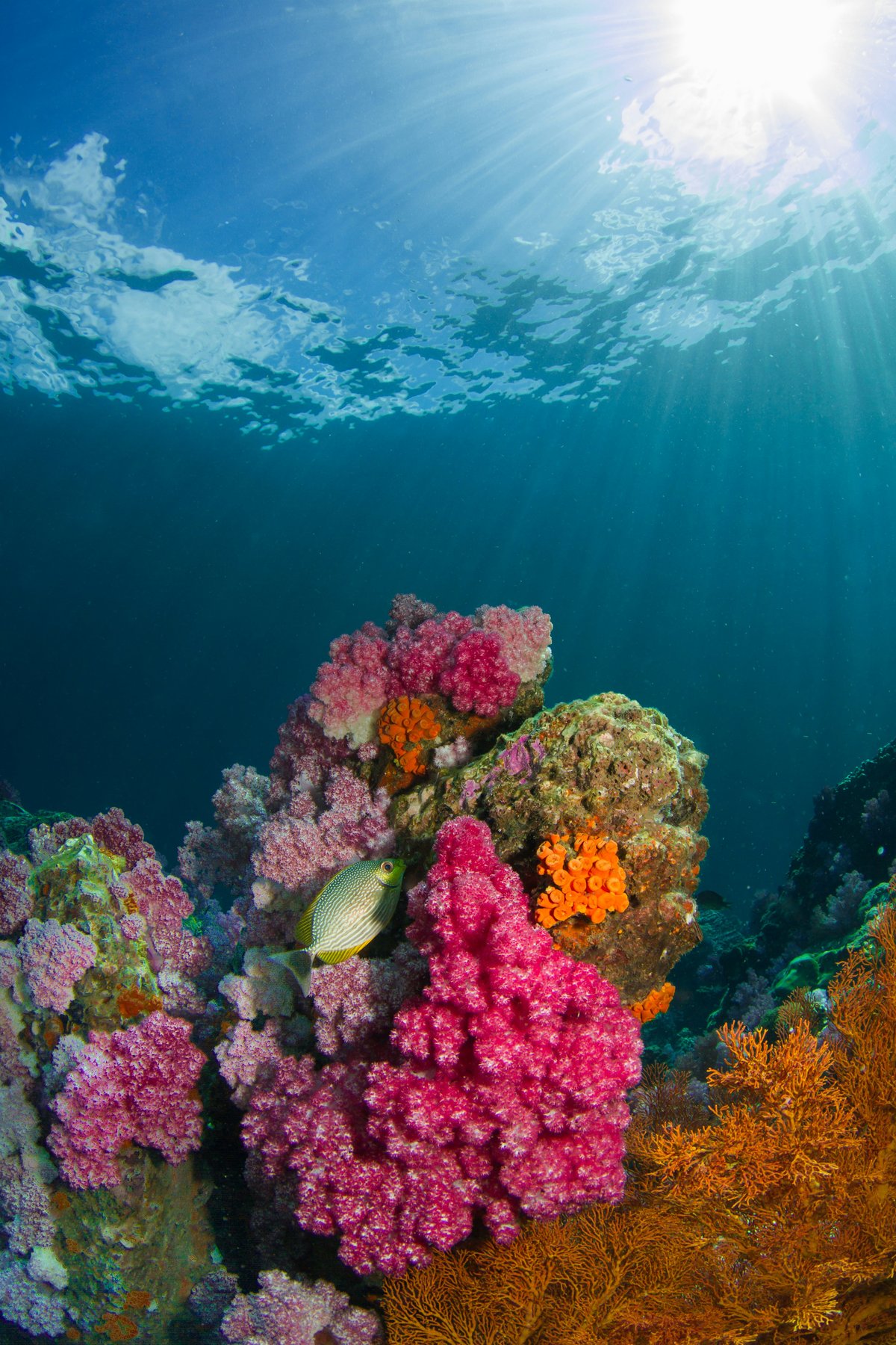 Colorful coral reef and tropical fish in clear Thai water