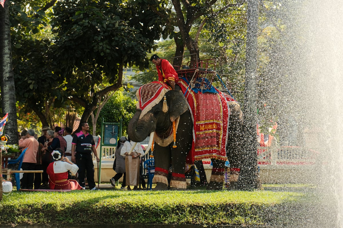 A couple-friendly scene — elephants in a green sanctuary or a misty northern temple