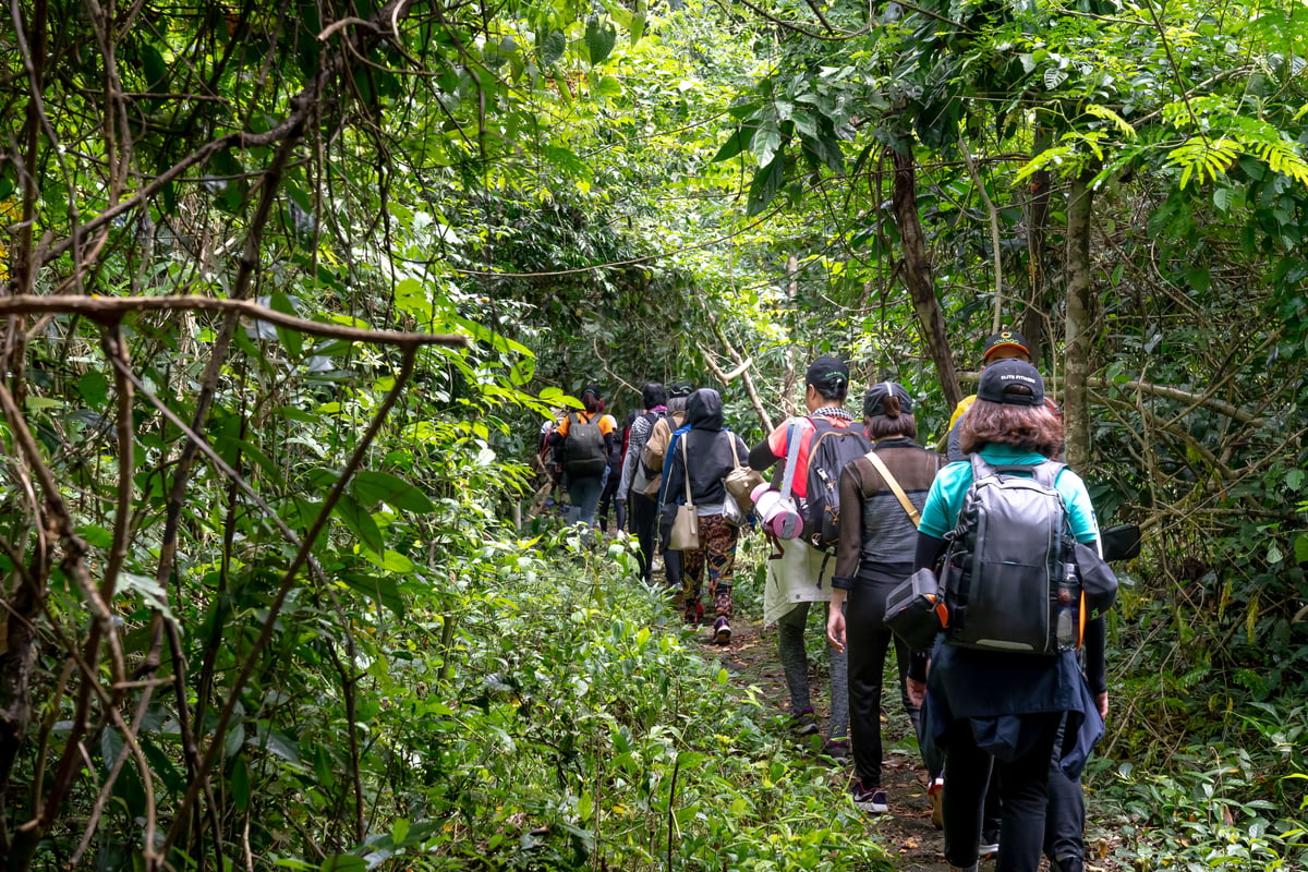 Trekkers on a jungle trail in the misty northern Thai mountains