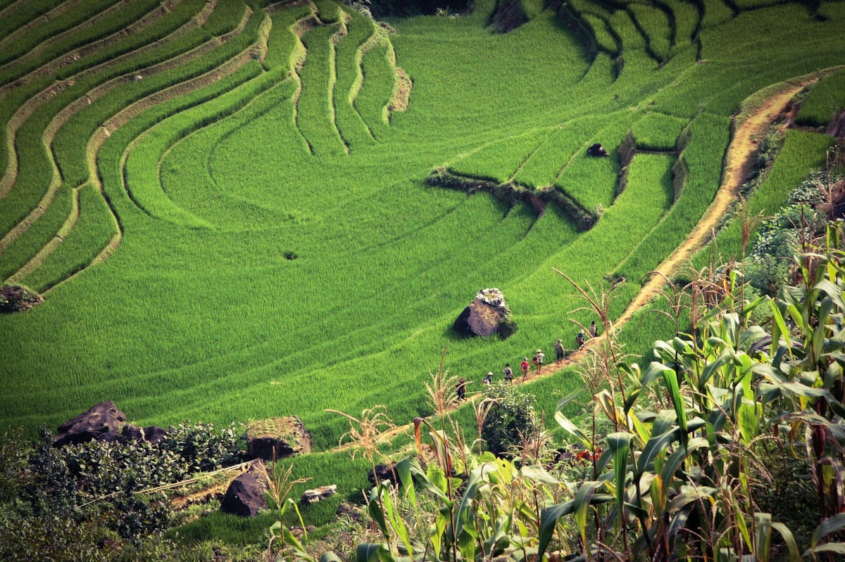 Bright green rice terraces in the northern Vietnamese highlands during the growing season
