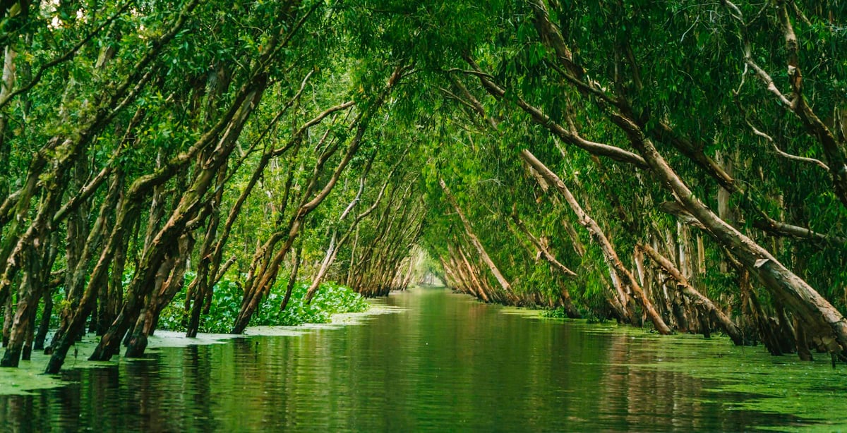 Flooded cajuput forest in An Giang province, near the Cambodian border