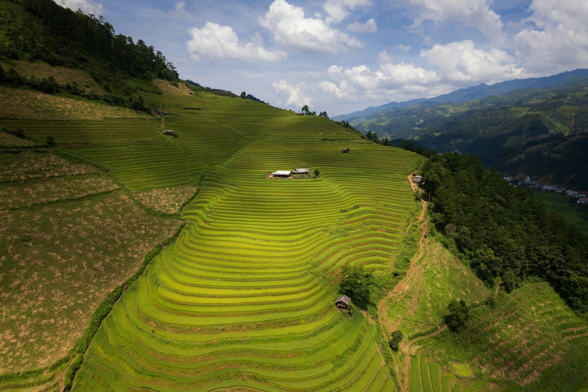 Aerial view of green rice terraces cut into a hillside in northern Vietnam